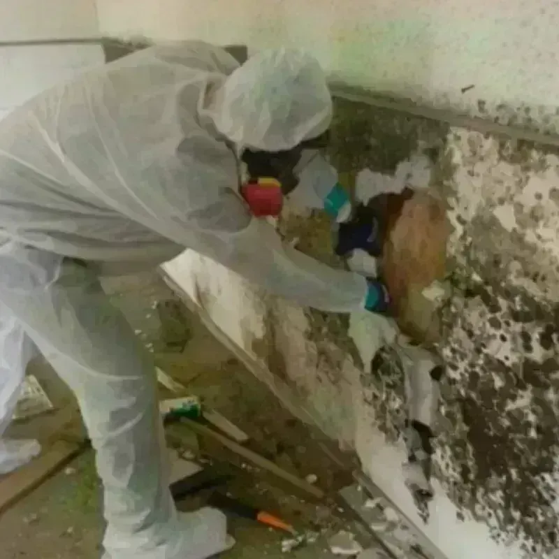 Mold Remediation and Removal in Ward County, ND